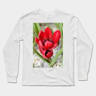 Tulipa  &#39;Lilliput&#39;  Tulip Long Sleeve T-Shirt